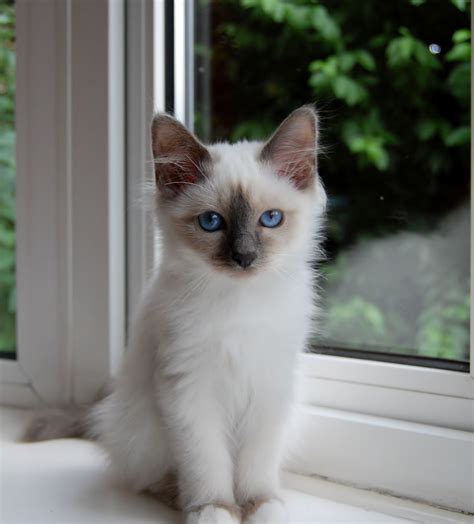 Blue Birman kitten, want