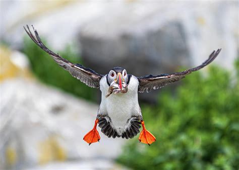 Puffin in Flight Photograph by Darryl Hendricks