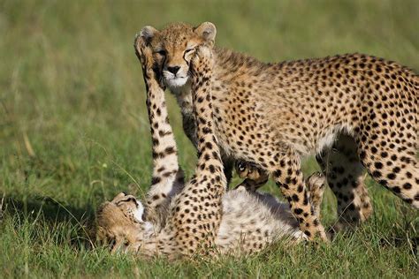 Cheetah Cubs Playing Photograph by Suzi Eszterhas - Pixels