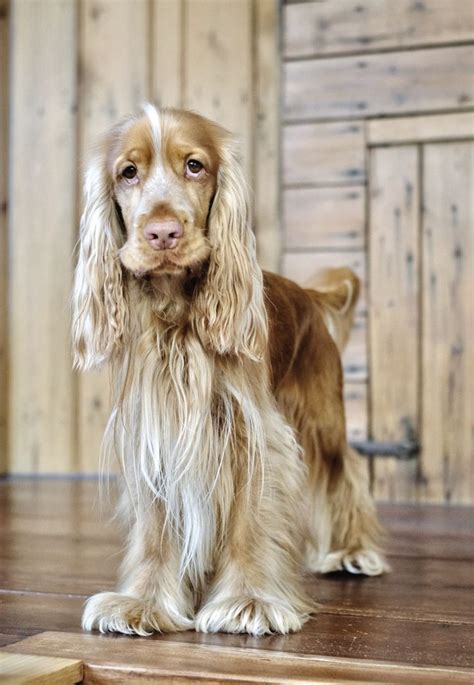 Q&A | What is a sable colour in English cocker spaniels? | PERFECT ...