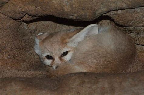 Where does the fennec fox reside? (Fennec fox habitat) - Petsyclopedia News