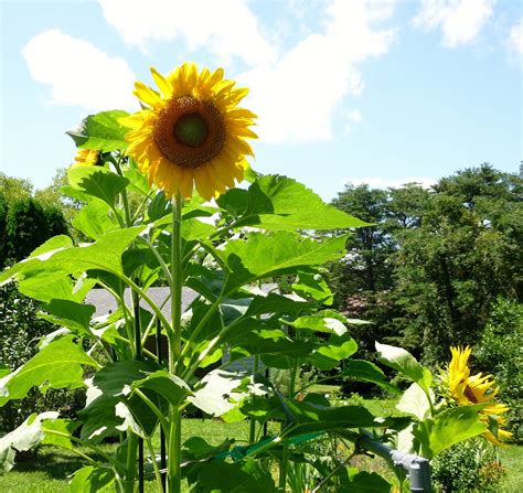 REFLECTIONS: Sunflowers Blooming July 2015