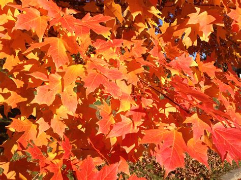 File:2014-11-02 15 08 37 Sugar Maple foliage during autumn along ...