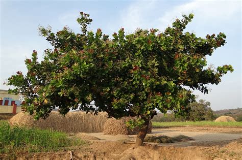 Cashew Nut Tree