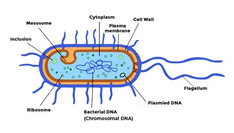 Bacteria- Definition, Diagram and Classification | PW