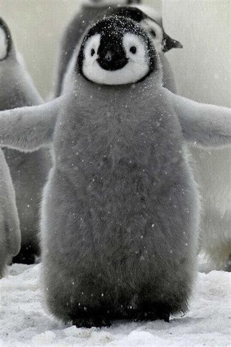 fluffy penguin! kayak buntelaaan :* | Animals beautiful, Cute animals ...