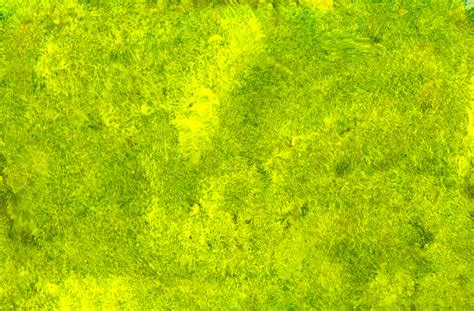 Yellow-Green Paint Texture (JPG) | OnlyGFX.com