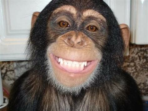 Create meme "chimp smiles, the monkey is smiling, smile monkey ...