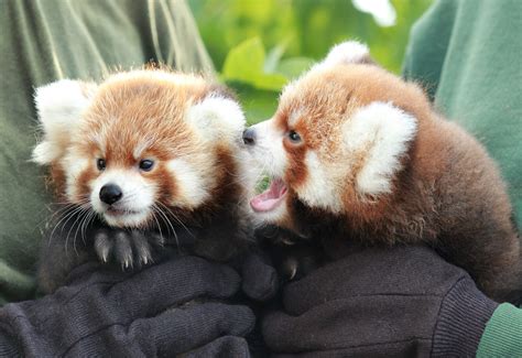 Rosamond Gifford Zoo feiert Tag des Roten Pandas mit Nachwuchs - Red ...