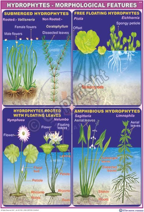 Victory Graphik | B-58 Hydrophytes Morphological Features