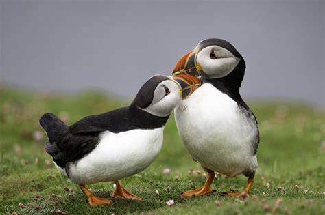 Atlantic Puffins