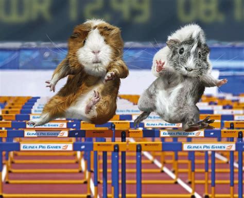 Olympic guinea pigs - Mirror Online