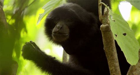 Siamang GIFs - Find & Share on GIPHY