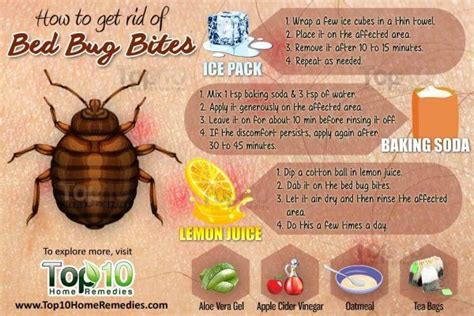 How to Get Rid of Bed Bug Bites | Top 10 Home Remedies