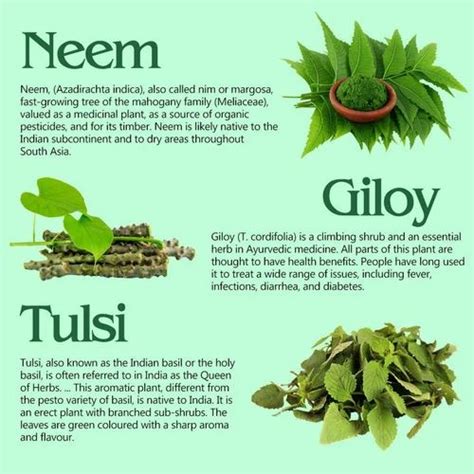 Manufacturer And Exporter of Medicinal Herbs, Plants, Seeds, Leaves ...