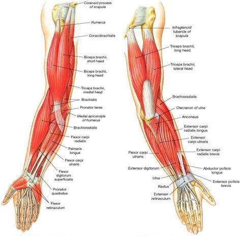 Elbow - Sports Medicine Review