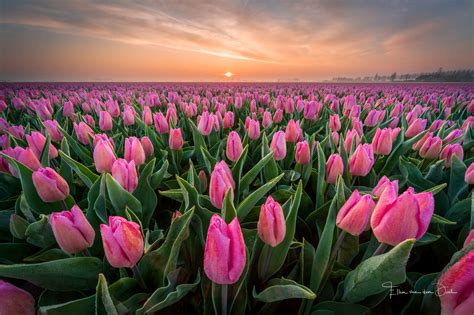 Top 79+ pink tulips wallpaper - in.cdgdbentre