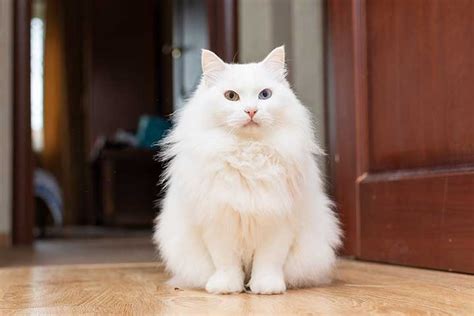 Turkish Angora » Cat Breed Profile: Personality, Care, Pictures