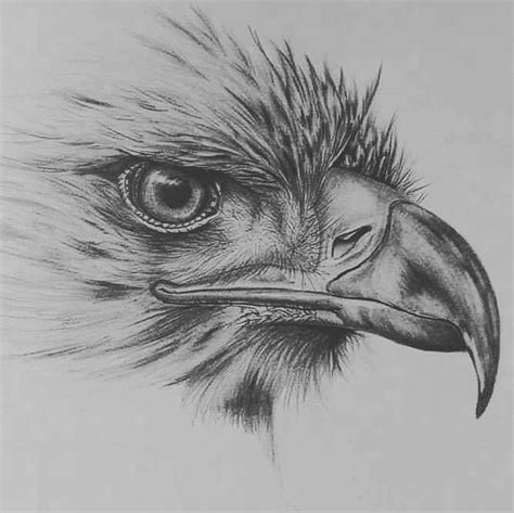 Drawings Pencil Sketch Bird | Sketch Drawing Idea