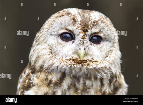 screech owl staring with its big eyes Stock Photo - Alamy