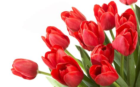 wallpaper: Red Tulips Wallpapers