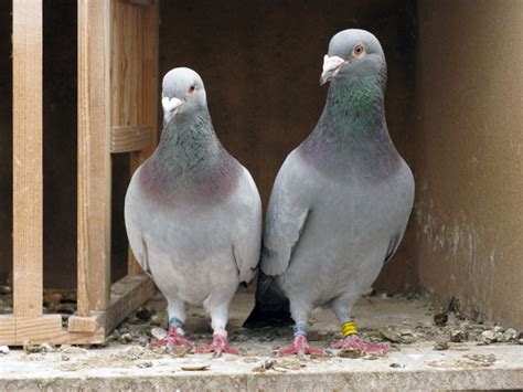 Bird Care Tips For Pet Pigeons - Boldsky.com