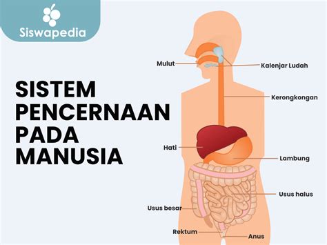 Fungsi Organ Pencernaan Manusia | Siswapedia