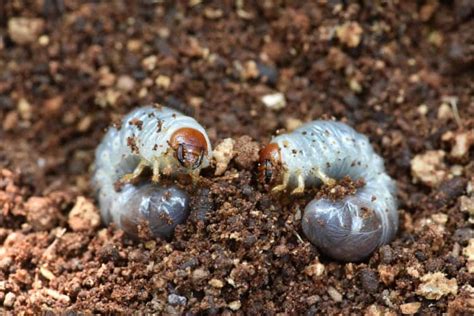 What’s Causing the Mysterious Mounds of Dirt In My Yard? - The Backyard ...