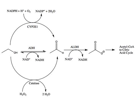 The Biological Pathway – Alcohol Metabolism