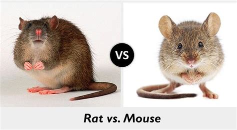 10 Anatomical Difference Between Rat and Mouse with Pictures | Animal ...