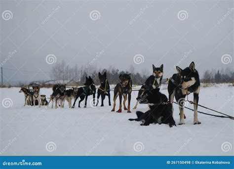 Sled Dog Competitions in North. Kennel of Northern Sled Dogs. Team of ...