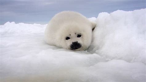 Cute Harp Seals Wallpaper