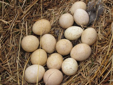 Blue Jay Barrens: Turkey Nest