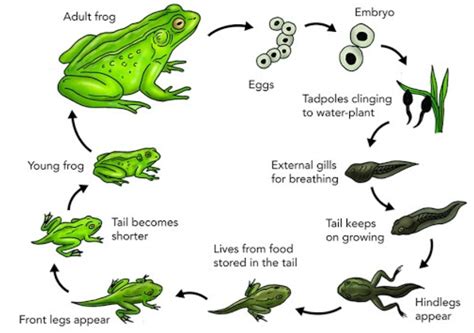 The diagram illustrates the Life Cycle process of frogs in a pond ...