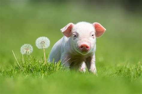 Cute Pig – Telegraph