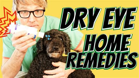 Dry Eye in Dogs: 3 Natural Remedies – HousePetsCare.com