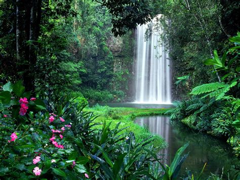 Tropical Rainforest Waterfalls Wallpaper