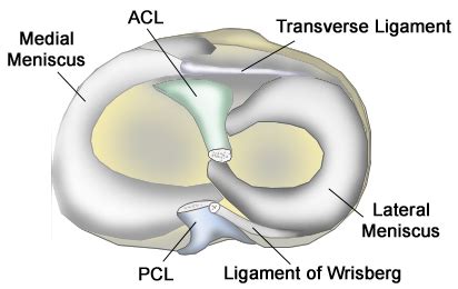 meniscus Knee pain - anacollege