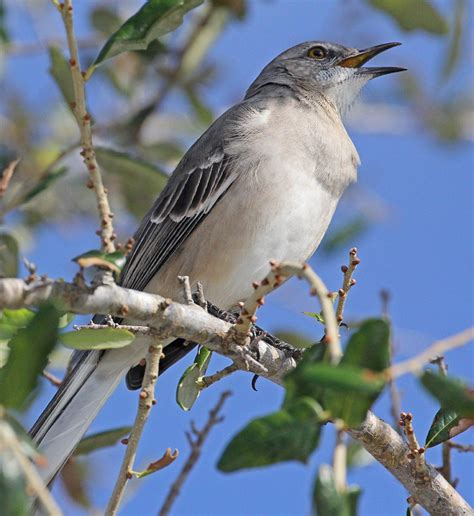 For 95 years the mockingbird has been Florida’s state bird. Let’s keep ...