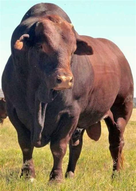 Beautiful wildlife | Bull cow, Big animals, Animal planet