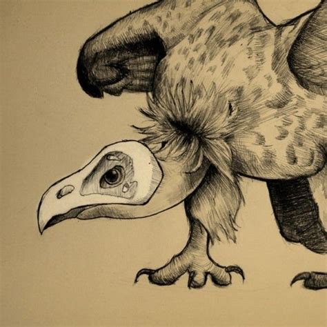 Old drawing - vulture and skull #drawing #bird #animal #skull #vulture ...