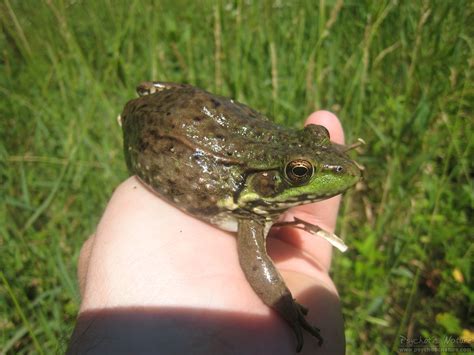 Green Frog – PA HERP IDENTIFICATION