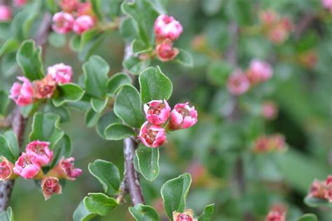 Cranberry Cotoneaster is a deciduous shrub with bright red berries ...