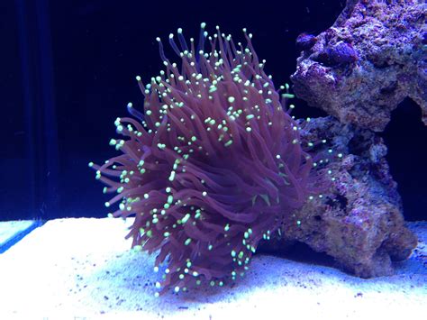 Purple Frogspawn Coral - Viewing Gallery | Saltwater fish tanks ...