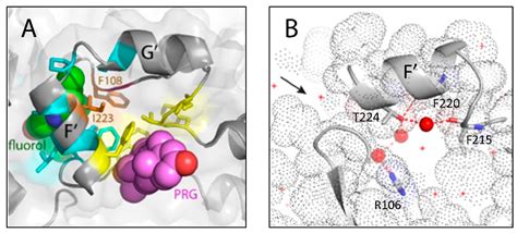 IJMS | Free Full-Text | Crystal Structure of CYP3A4 Complexed with ...