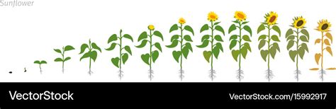 Sunflower plant helianthus annuus growth stages Vector Image