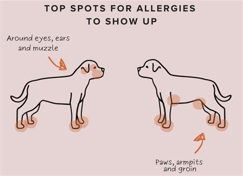 The pet parent’s guide to dog allergies - Waggle Mail