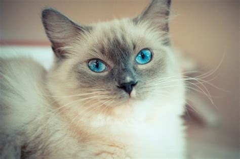 7 Things You Should Know About Ragdoll Cats – Bom Gamer – Medium