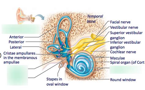 Membranous labyrinth Diagram | Quizlet