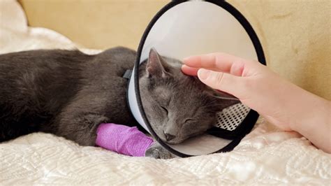 How to Help Your Kitty Wear a Cat Cone Collar - KATRIS